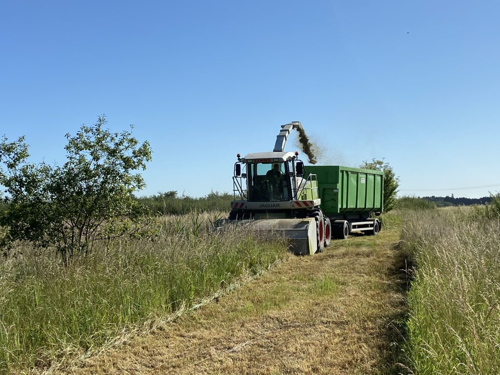 Coupe séléctive de rejets ligneux Alsace